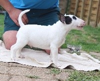 Heaven White - Bull Terrier - Portée née le 23/07/2017