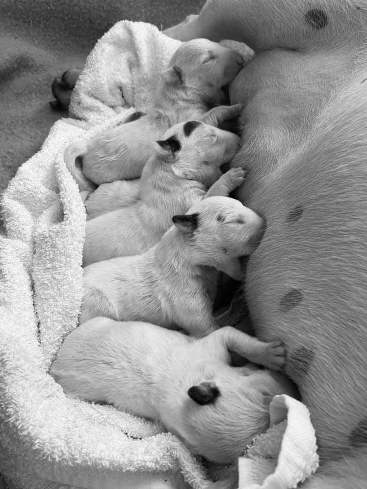 Heaven White - Bull Terrier - Portée née le 20/05/2021