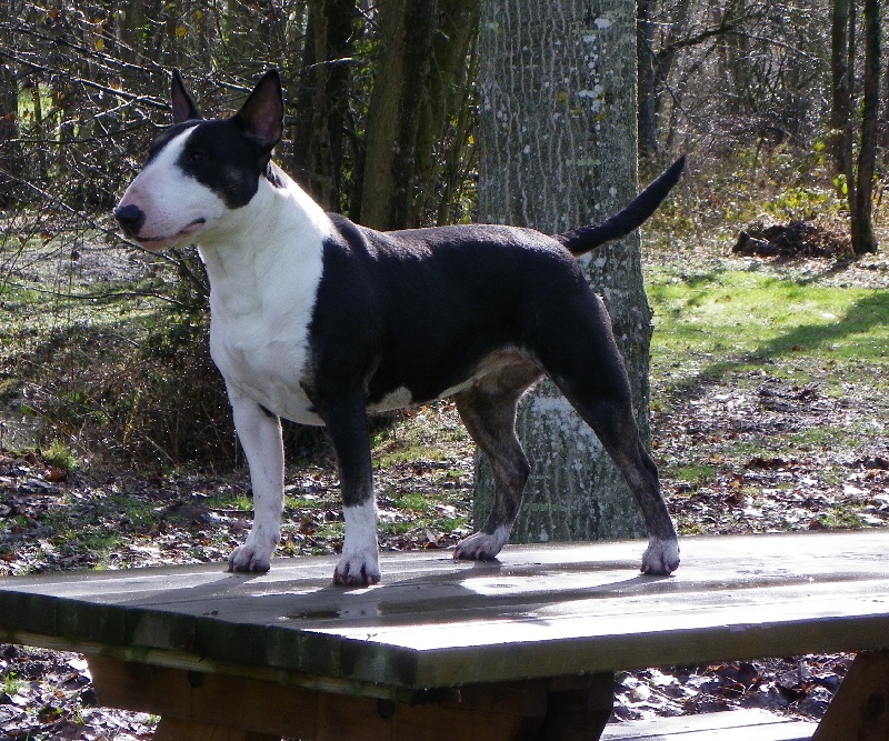 Calimilice Chocolat chantilly