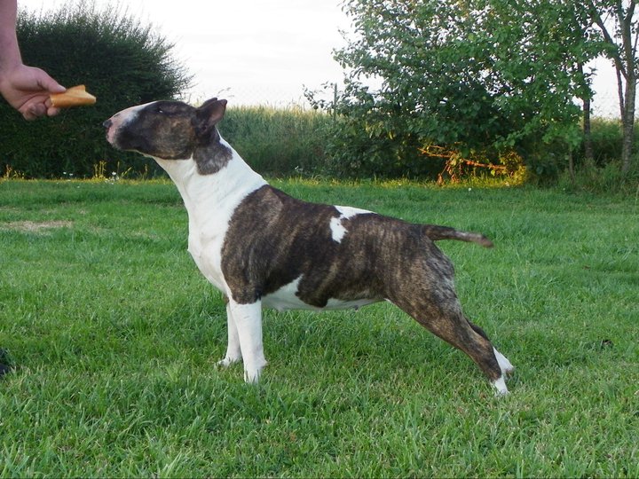 Amjel Elephant print