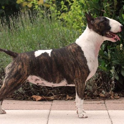 CH. Heaven White Godiva at bigshot