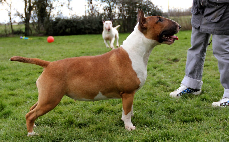 Heaven White Goose pimples amjelicious