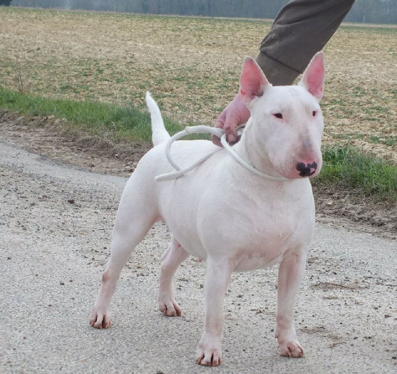 Heaven White Greta garbo