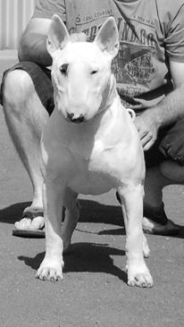 Heaven White Litlle daddy's boy