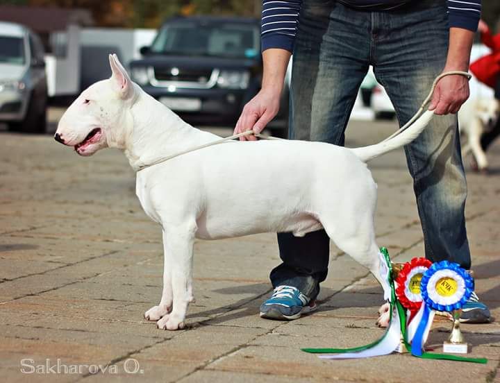 CH. Heaven White Lucky charm