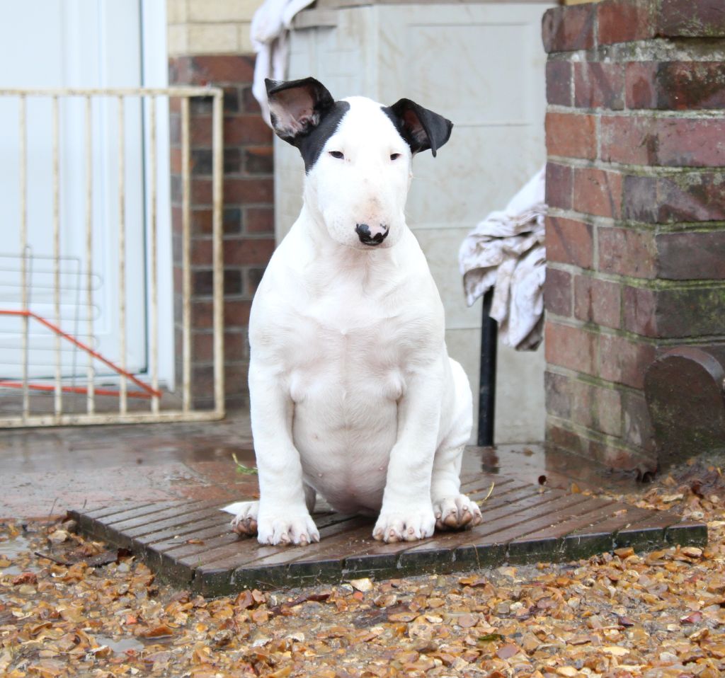 Heaven White O'tentik karibean bull