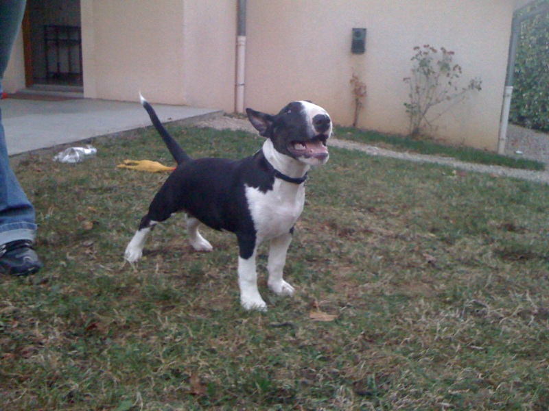 floyd et yoki (puppies 2010)
