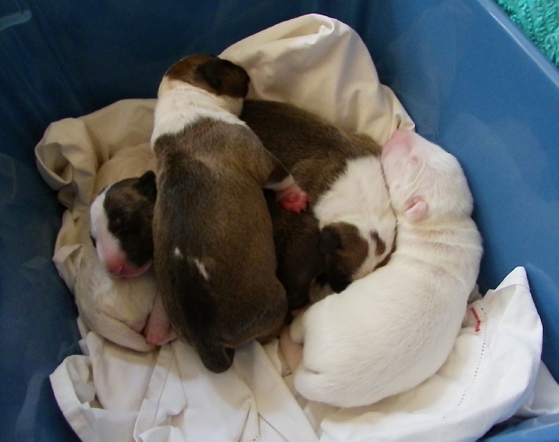 MACK-ELEE puppies