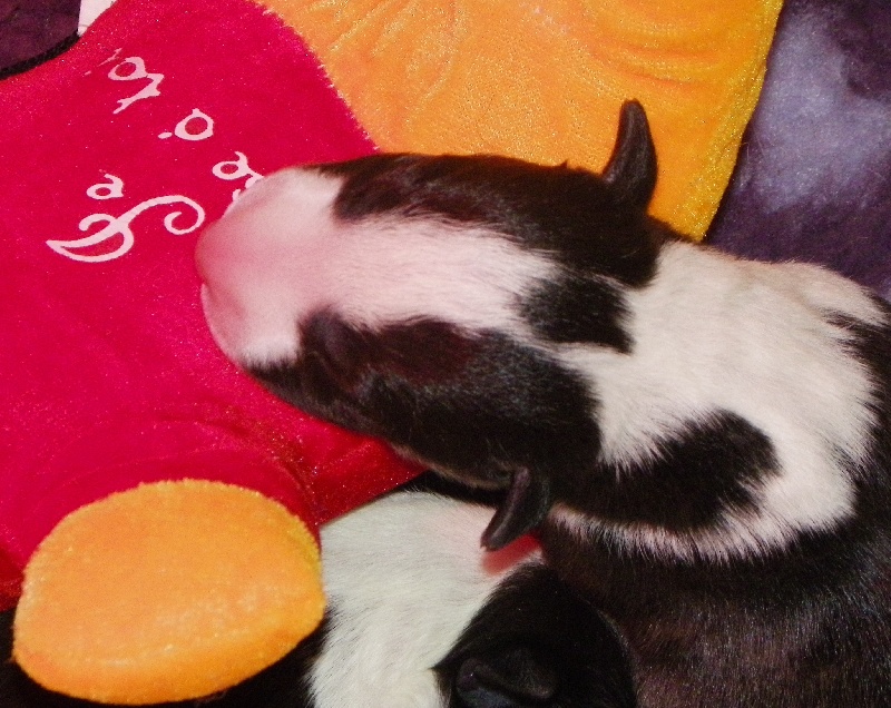 les bébés de DIAZ et BULKA 2011