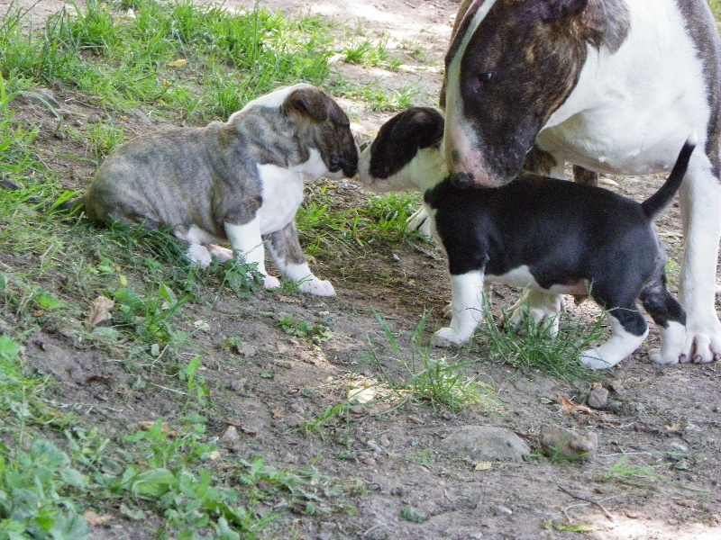 bébés 5 semaines issus du mariage de bulka et d otto